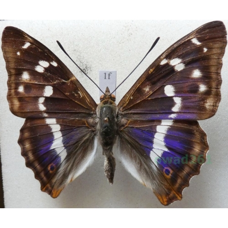 Apatura iris (Linnaeus, 1758) male Mieniak tęczowiec Czech1f